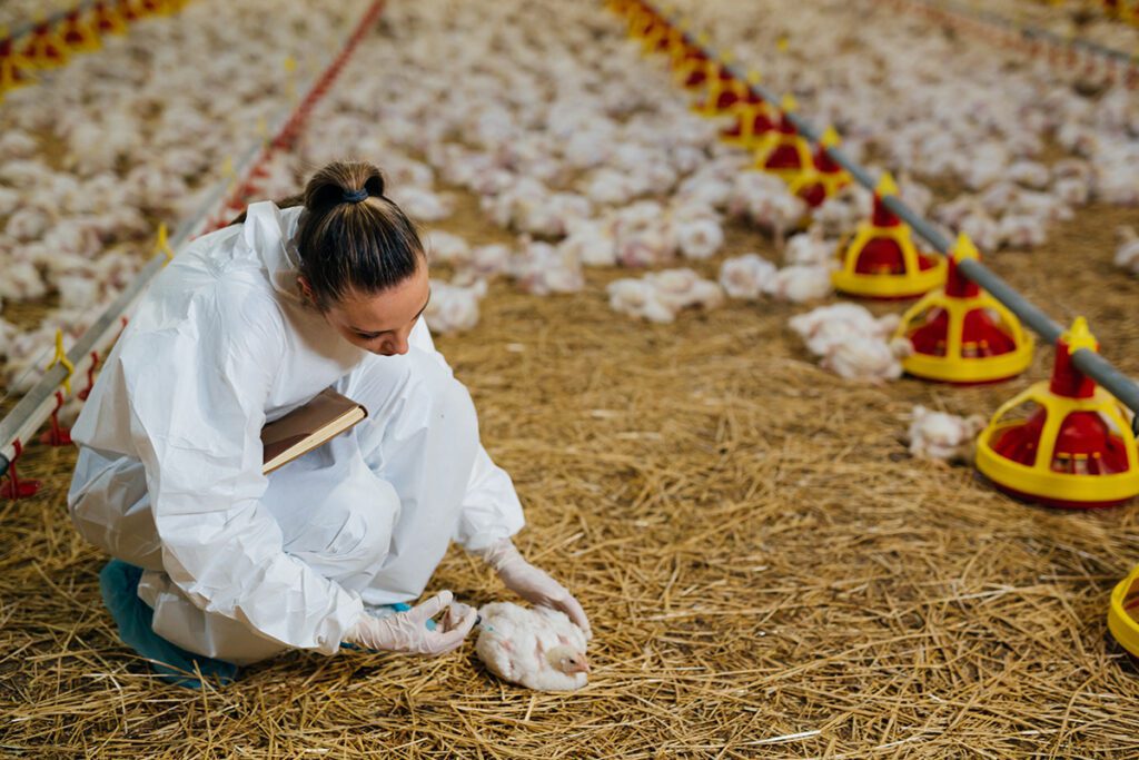 A vet giving a vaccine to a baby chick.